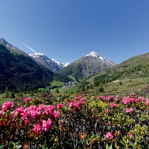 Notre devise : ce que représente notre hôtel à Vent au Tyrol Rhododendrons en fleurs avec vue sur montagnes enneigées et vallée sous ciel bleu