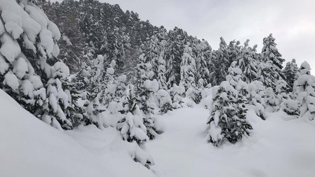 Des impressions de notre hôtel alpin à Vent ! Forêt enneigée avec des sapins couverts de neige en hiver
